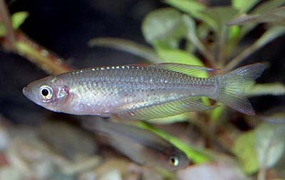 Rhadinocentrus ornatus